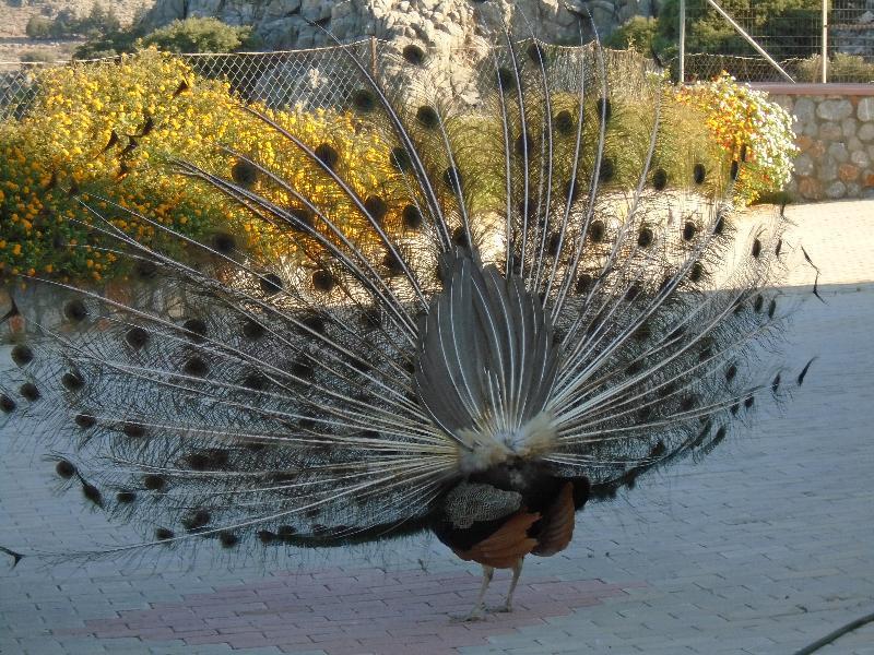 Lindos Nest Aparthotel Pefki Exterior foto